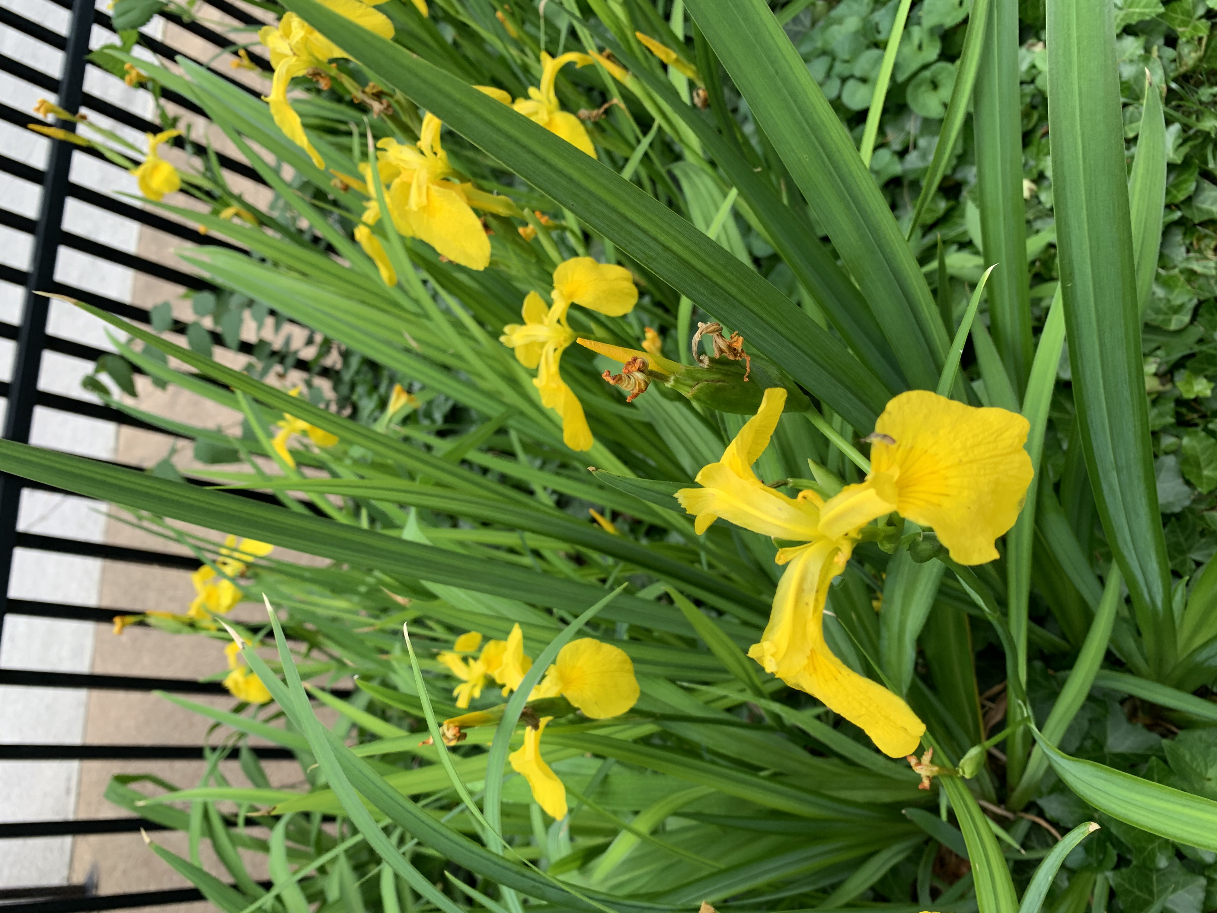 ./2022/06 - St Louis/06 - Day 6/20220526-140515683.JPG